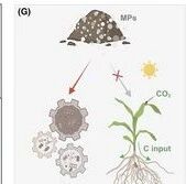 Functional Ecology  | 可降解塑料真的更环保？最新田间研究揭示两种微塑料对农田碳汇的截然相反效应