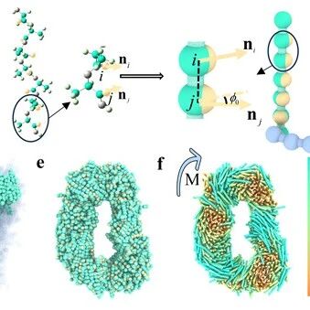 Macromolecules | 聚合物莫比乌斯环的自组装与手性传递机制