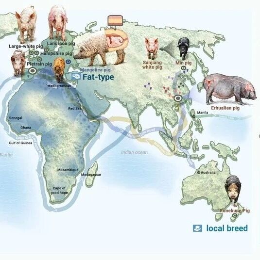 The Innovation Life | 家猪（Sus scrofa domesticus）基因组揭示物种分化初期适应性性状的遗传演化
