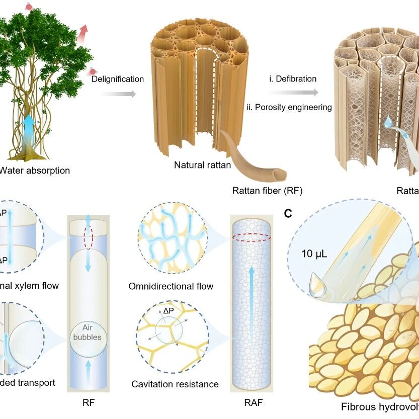 安徽农业大学叶冬冬团队 Research：多级孔隙生物基纤维素气凝胶纤维 - 构筑毫秒级响应水伏传感系统