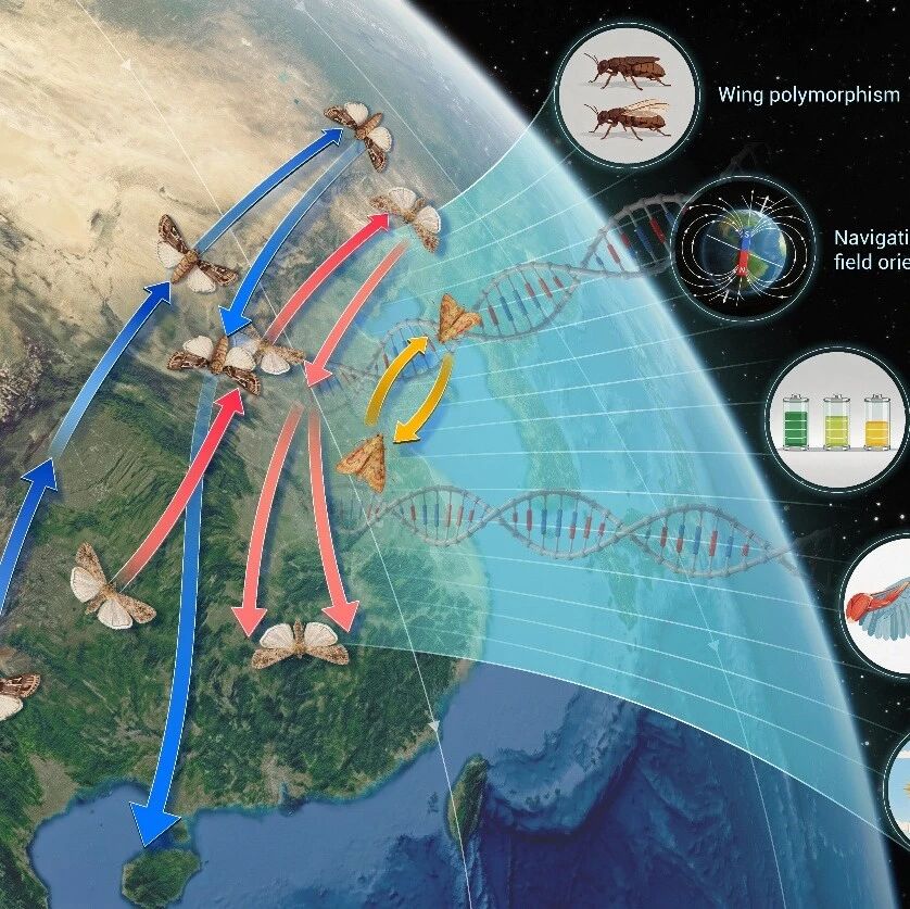The Innovation Life | 昆虫迁飞的分子密钥：基因组如何支撑长距离迁徙与生态适应