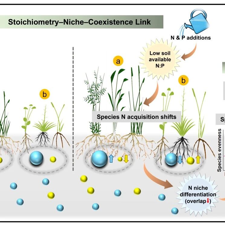 Functional Ecology | 土壤氮磷比通过氮形态生态位分化影响高寒草地物种共存