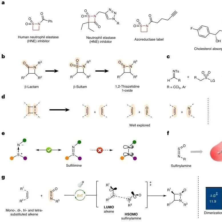 复旦大学张俊良/杨俊锋团队Nature Chemistry：亚硫酰胺与烯烃的[2+2]光环加成反应构建β-磺内酰胺衍生物