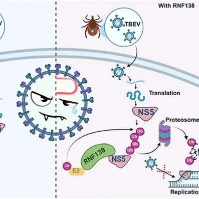 Adv Sci：细胞的“分子清道夫”：吉林大学张文艳等团队RNF138通过泛素化标记并降解病毒复制酶以抵御蜱传脑炎