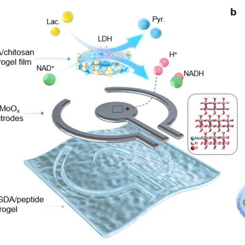 清华大学尹斓团队：生物可吸收电化学传感器 | Nature Communications