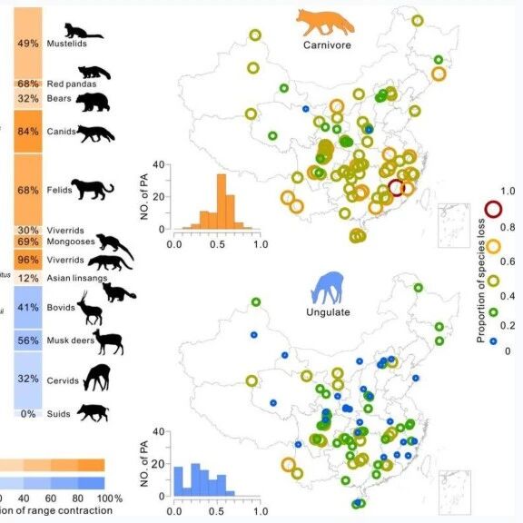 华南师范大学何杰坤课题组与合作者在《Nature Sustainability》发表研究成果，在中国大中型哺乳动物保护研究中取得重要进展