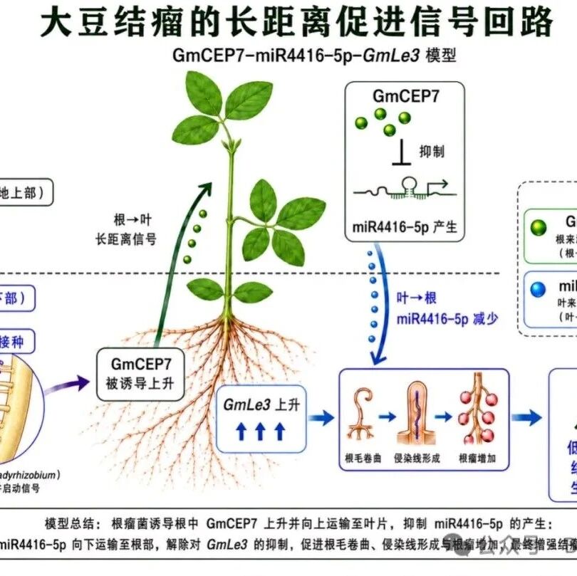 PNAS | 大豆如何“远程指挥”根瘤形成？马渐新团队揭示根—叶—根长距离信号回路