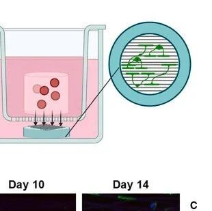 南洋理工《Cell Biomater.》：用于microRNA递送的3D打印支架