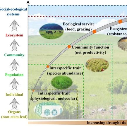 BioScience | 中国科学院沈阳应用生态研究所发表重要综述：干旱对草地植被的影响—整合生态与社会视角