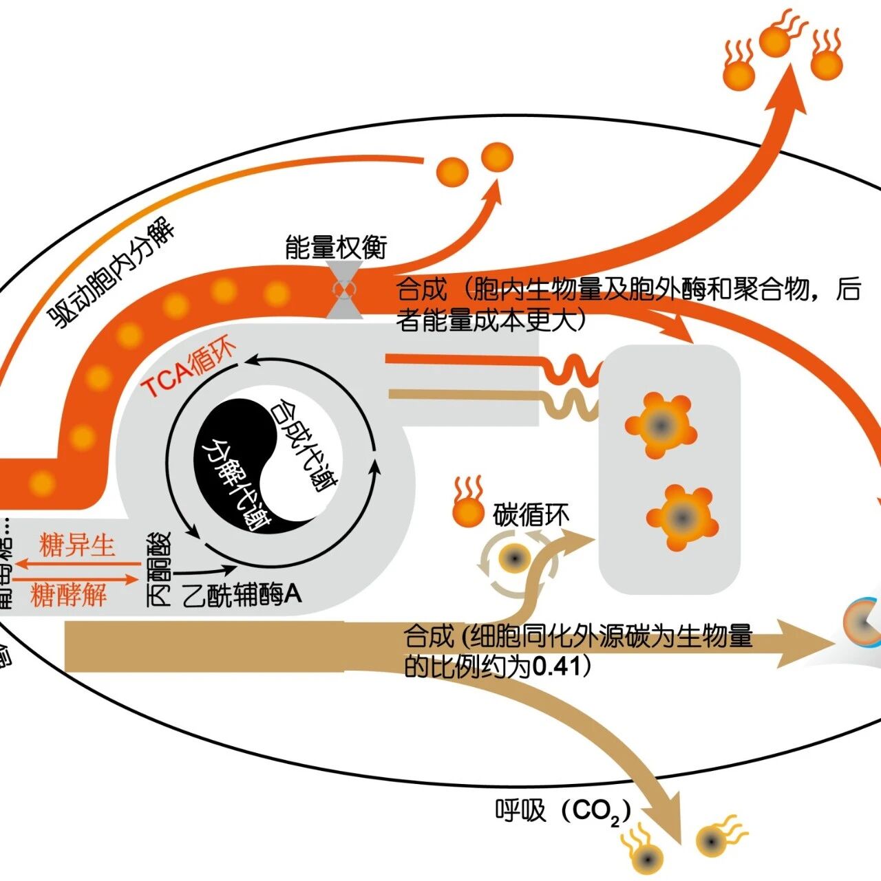 《中国科学：地球科学》| 水保全重室安韶山研究员团队在土壤微生物残体的形成与稳定研究中取得最新进展