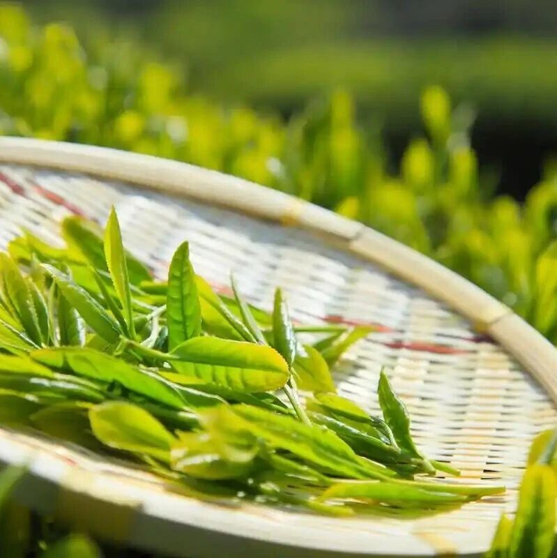 研究成果|黄光处理改善恩施玉露绿茶香气品质的分子机制