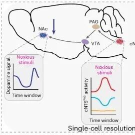 Nat Neurosci | 疼痛的“神经开关”：复旦大学邓菡菲等团队发现迷走神经刺激如何通过脑干通路关闭疼痛与负面情绪