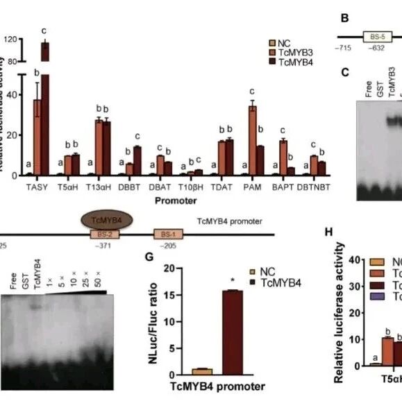 Science Advances | 扬州大学/英国爱丁堡大学团队利用双MYB转录因子打造紫杉醇高效合成通路