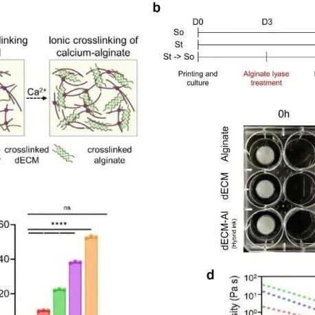 基质刚度“催熟”癌细胞？浴内生物3D打印揭示PI3K/NF-κB通路是关键靶点
