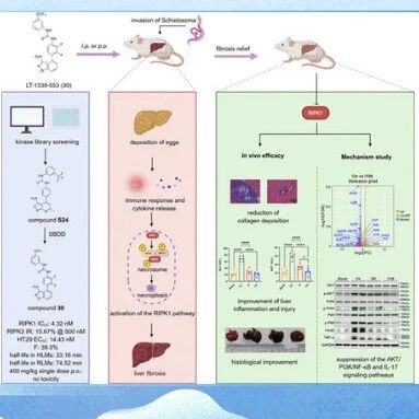 【J. Med. Chem.】中国药科大学陆涛/陈亚东/卢帅团队报道RIPK1抑制剂抗血吸虫肝纤维化新突破