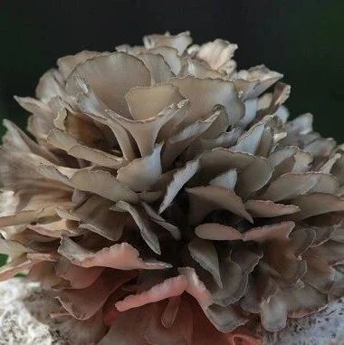 研究成果|HS-SPME-GC-MS和HS-GC-IMS技术比较不同烹饪方法下灰树花中挥发性化合物的差异
