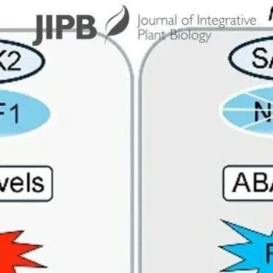 JIPB | 华南农业大学农学院刘向东教授团队揭示热激蛋白NTRF1调控新型四倍体水稻育性的分子机制
