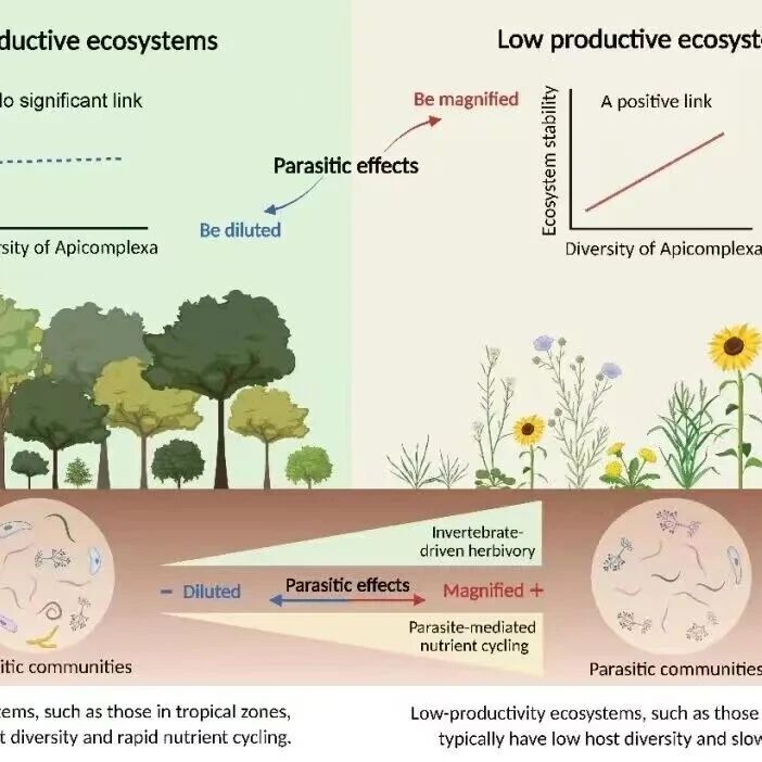 PNAS | 内蒙古大学生态与环境学院陈迪马团队在发文揭示土壤寄生原生生物多样性在全球范围内塑造生态系统稳定性
