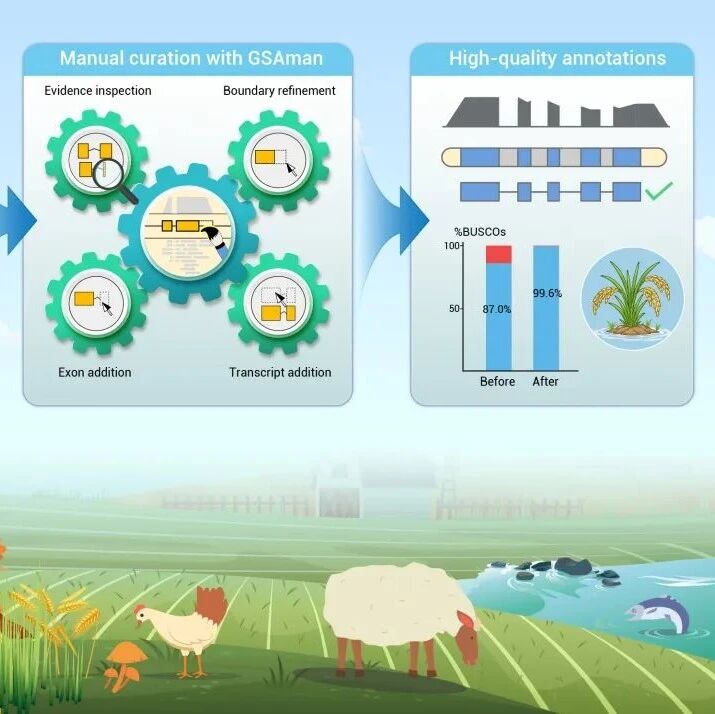 The Innovation | GSAman：让基因结构注释校准更便捷，助力打造高质量参考基因组