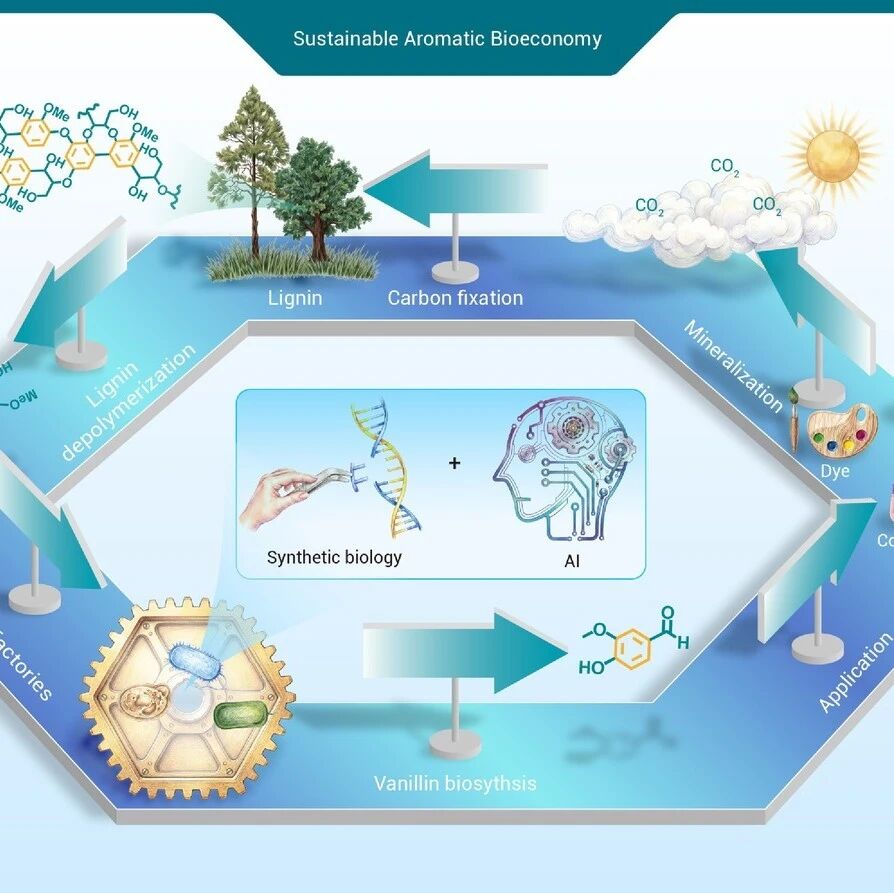 The Innovation Life | 木质素增值转化为香兰素：迈向可持续芳香生物经济