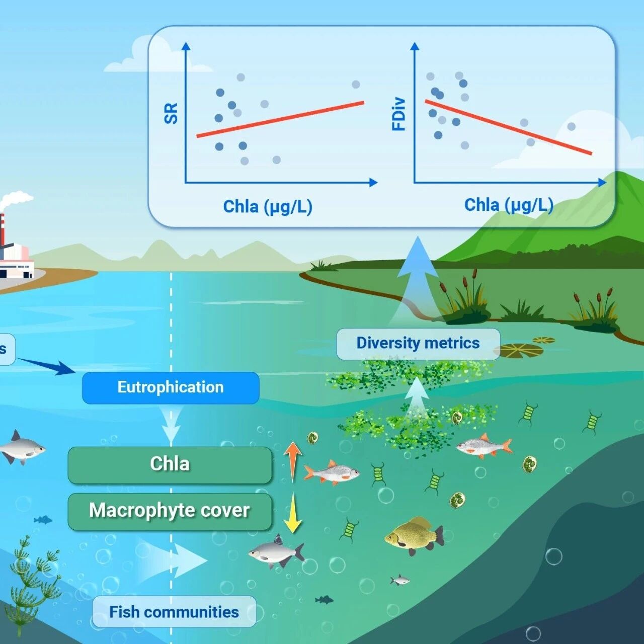 The Innovation Geoscience | 更多鱼≠更健康——功能多样性为何比物种数更懂湖泊生态危机？