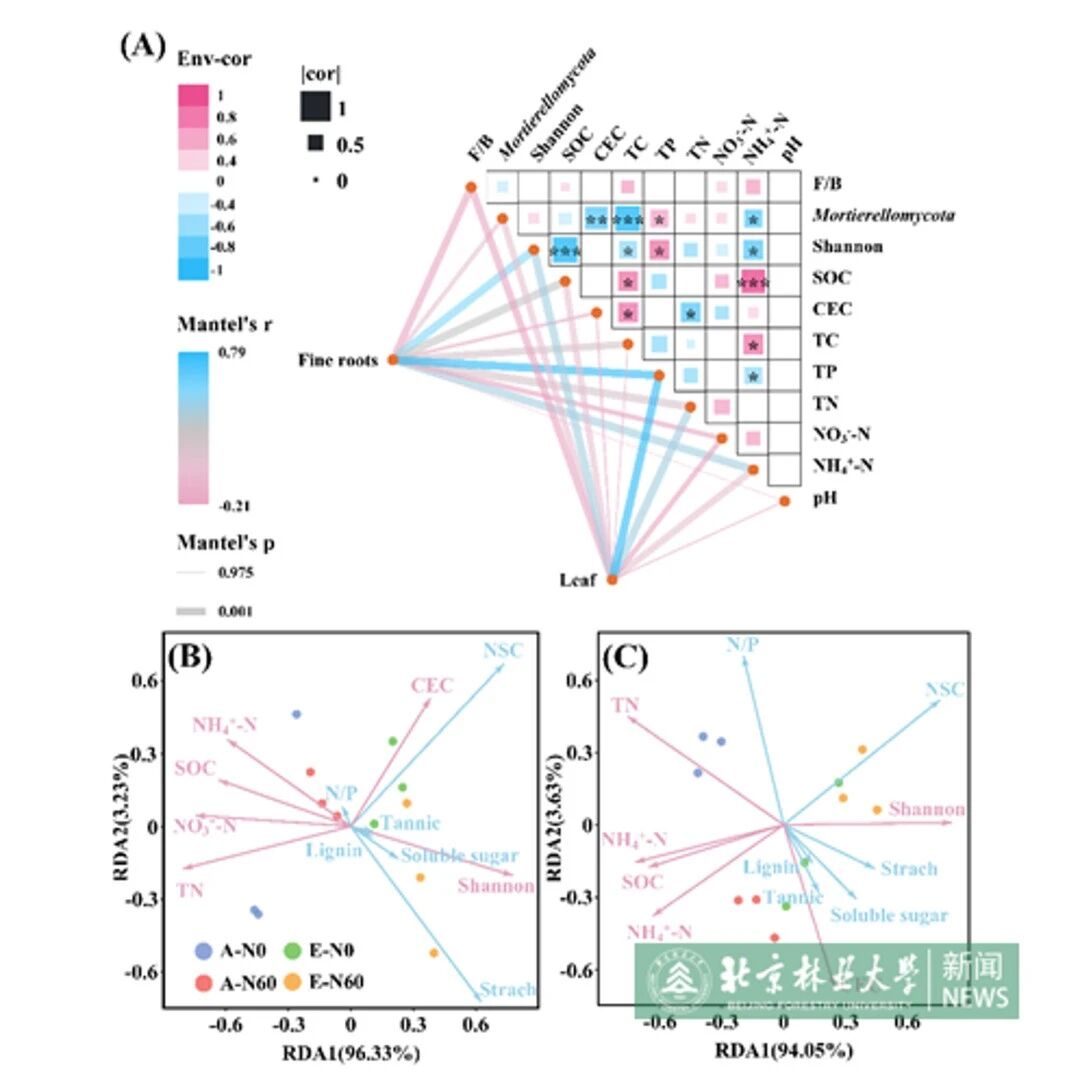 Functional Ecology | 北京林业大学林学院科研团队在森林凋落物分解与土壤碳循环研究方面取得新进展