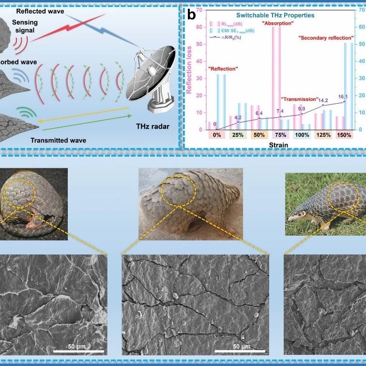 同济大学邱军课题组 Adv. Sci.：穿山甲鳞片启发的太赫兹波反射-吸收-透射自适应可切换电子皮肤