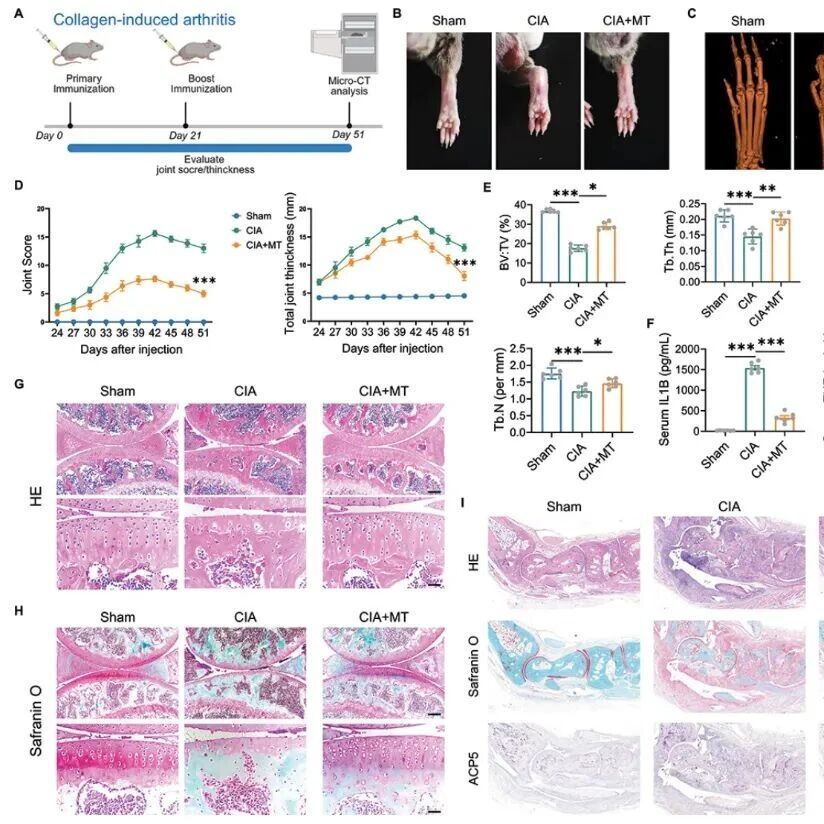 Autophagy | 褪黑素的“细胞清洁”妙用：同济大学蔡明等团队通过清除受损线粒体扑灭类风湿关节炎的炎症之火
