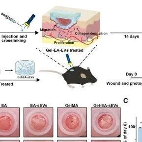 天津医科大学《Cell Proliferation》：GelMA水凝胶包裹EA-sEVs加速糖尿病伤口愈合