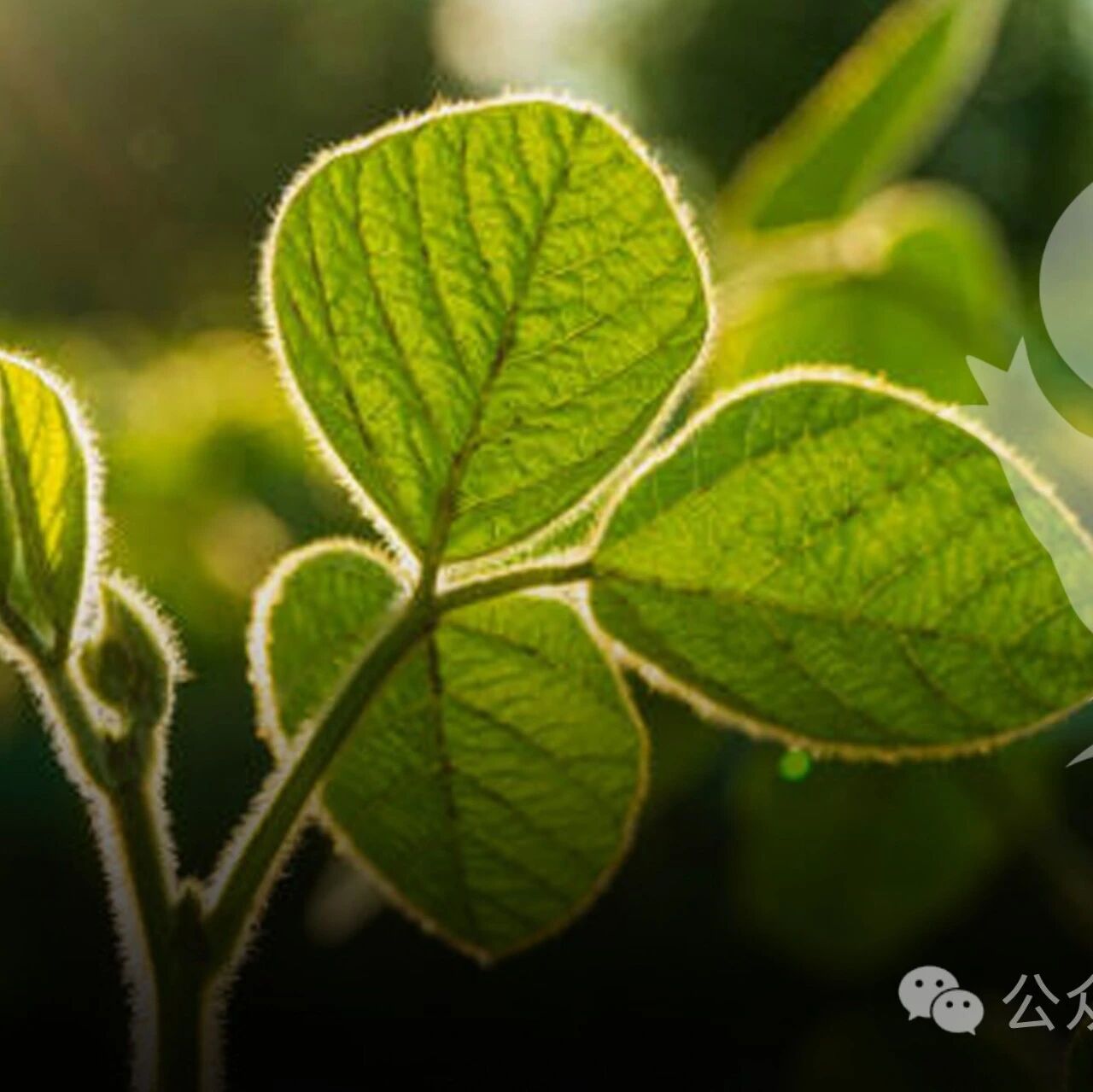  plant commun| 做农杆菌转化的特别注意 ！杨贞标团队发现GV3101农杆菌可介导成熟细胞直接分化为腺毛