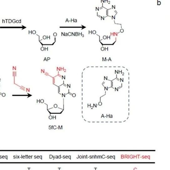 NSR | 武汉大学翁小成/周翔等开发BRIGHT-seq，用两种不同“笔迹”同时标记5mC和5hmC