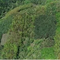 植物所博士生一作发《Ecology Letters》！ 揭示随林龄增加，邻居树木多样性对树木生长影响机制的时间转变规律