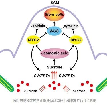 中国科学技术大学博士生一作在植物科学顶级期刊（IF=32.7）发表研究成果，揭示植物干细胞衰老的分子机制
