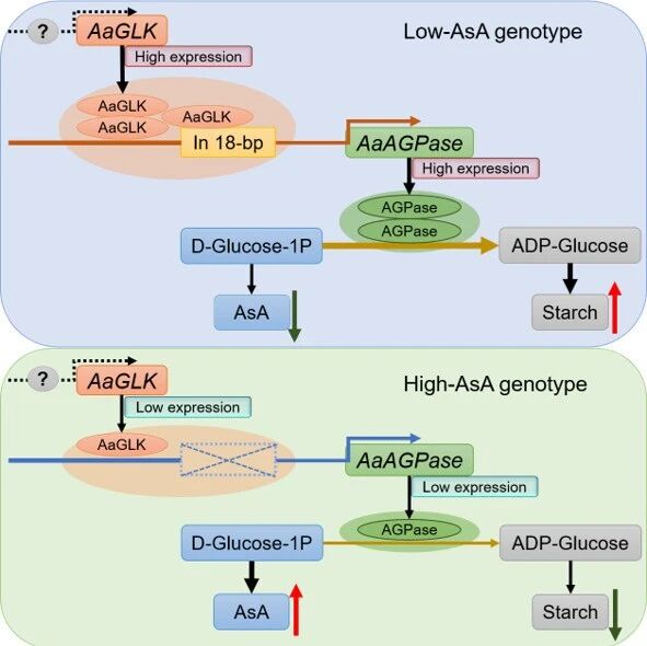 中国农业科学院郑州果树研究所齐秀娟团队揭示AaGLK-AaAGPase模块调控猕猴桃果实抗坏血酸合成的分子机制