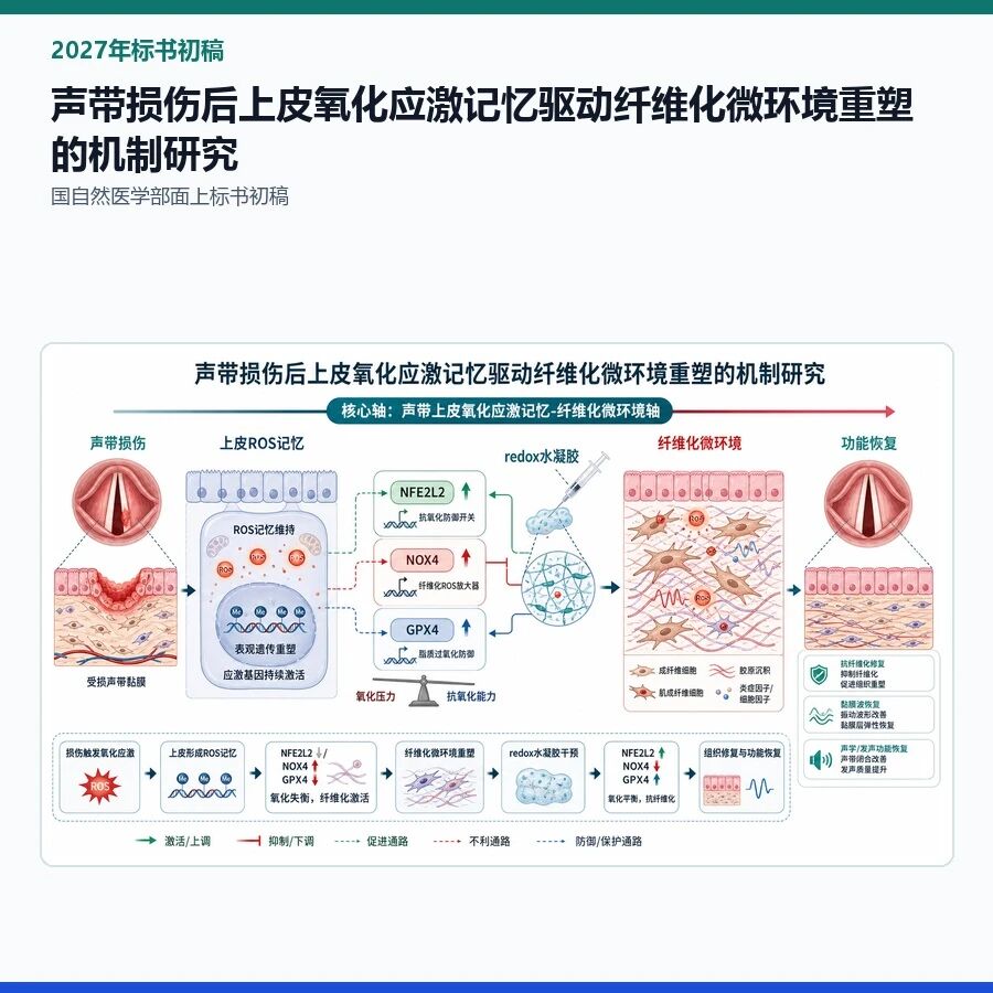 【2027年标书初稿】声带损伤后上皮氧化应激记忆驱动纤维化微环境重塑的机制研究