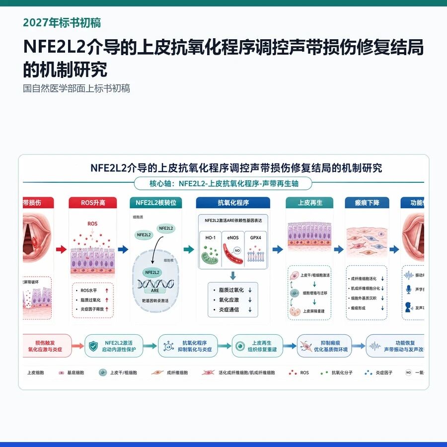【2027年标书初稿】NFE2L2介导的上皮抗氧化程序调控声带损伤修复结局的机制研究