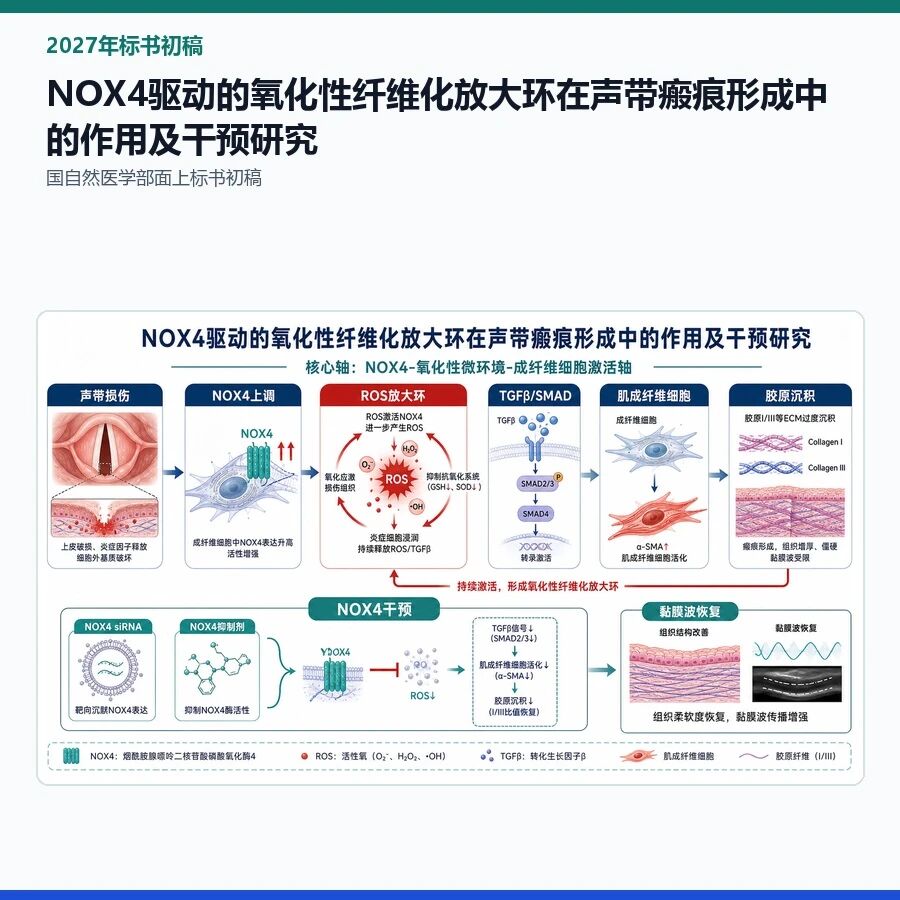 【2027年标书初稿】NOX4驱动的氧化性纤维化放大环在声带瘢痕形成中的作用及干预研究