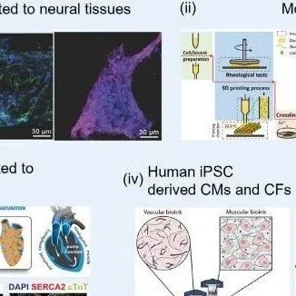 AM | 唯一作者兼通讯，中科院动物所顾奇《AM》：干细胞生物打印