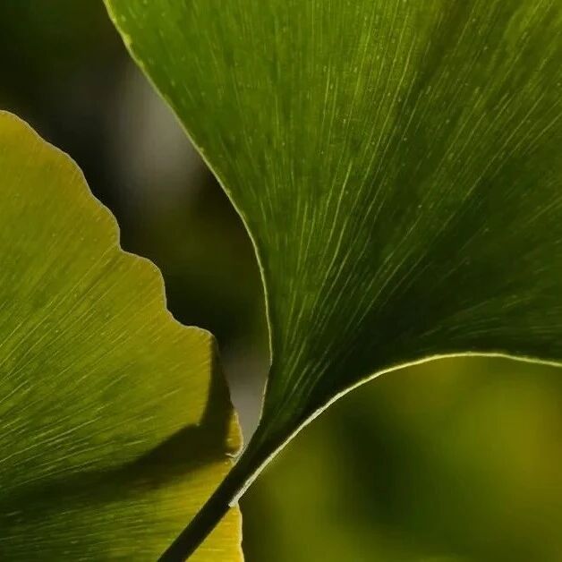不止于化学 | 中医药类高校师生必备的ACS期刊指南
