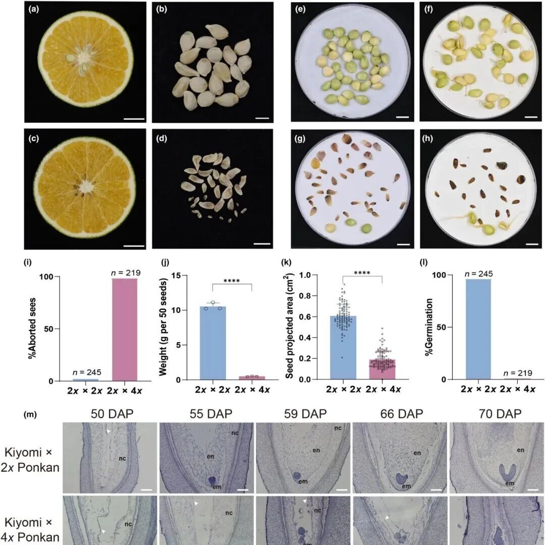 New Phytologist | 我室郭文武 / 解凯东团队在柑橘倍性杂交三倍体胚败育机理方面取得新进展