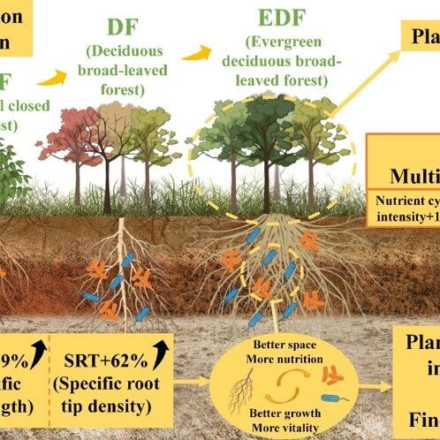 Plant and Soil | 中南林业科技大学水土保持学院在喀斯特次生演替土壤多功能驱动机制领域取得新进展