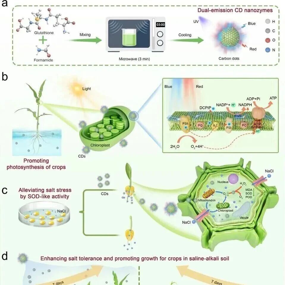 Adv Sci | 双发射碳点纳米酶缓解盐胁迫并增强作物发芽和生长的光合作用