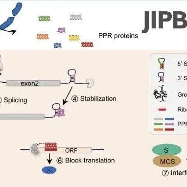 JIPB | 浙江省农业科学院和杭州师范大学合作综述PPR蛋白在作物中的功能机制及研究进展