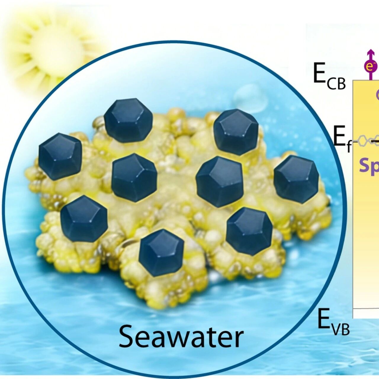 中国海洋大学夏呈辉/曹立新团队ACS Catalysis：Ni调控自旋态与Schottky结助力海水产氢
