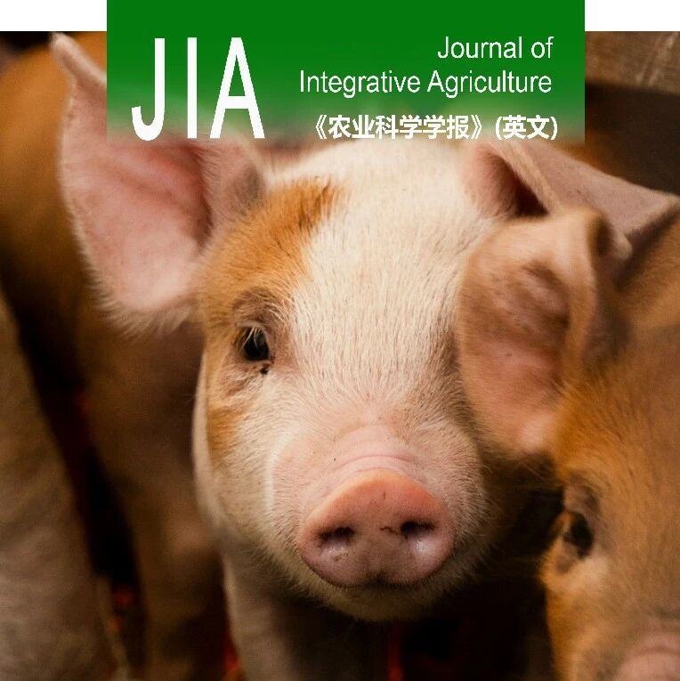 JIA | 推动生猪养殖场景计算机视觉应用：高质量数据集、基础模型与算法性能对比