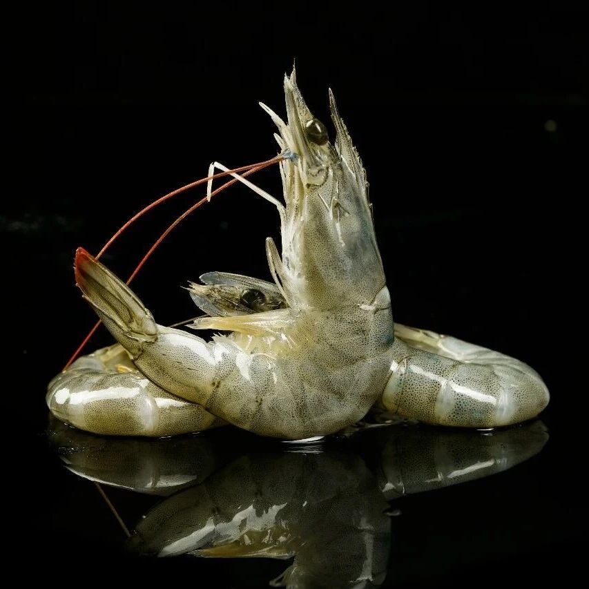 《食品科学》：浙江省海洋水产研究所何鹏飞工程师等：氯化胆碱-山梨醇天然低共熔溶剂对冻藏南美白对虾品质的维持作用