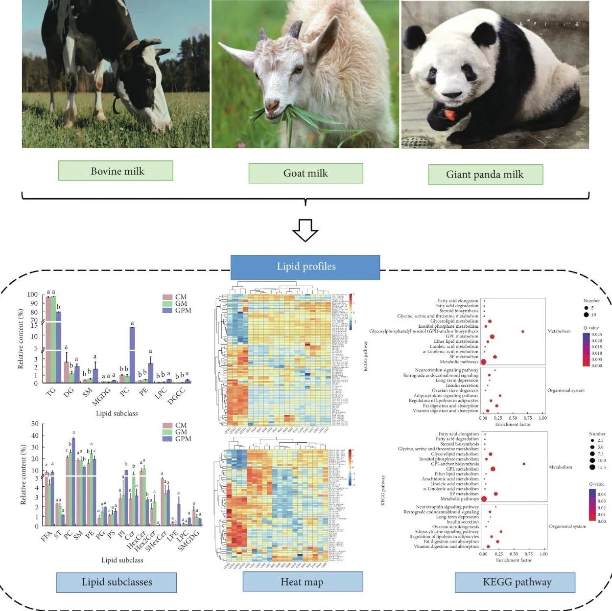 FSAP | 陕西师范大学刘永峰教授、舒琴博士等：牛乳、山羊乳和大熊猫乳的脂质组学分析