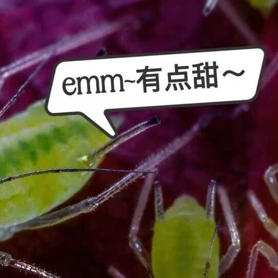 你以为的“树汁”，其实是虫子的“下午茶”——还是喝过的那种