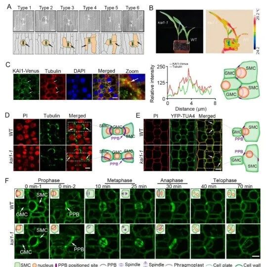 PNAS | 河南大学宋纯鹏团队揭示气孔发育调控新机制