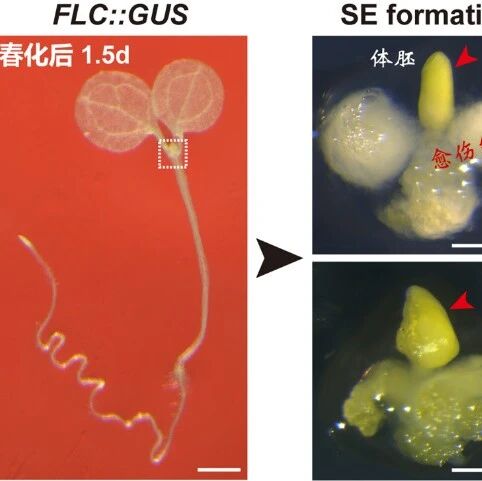 北京大学现代农业研究院博士生一作发表Nature Plants研究论文